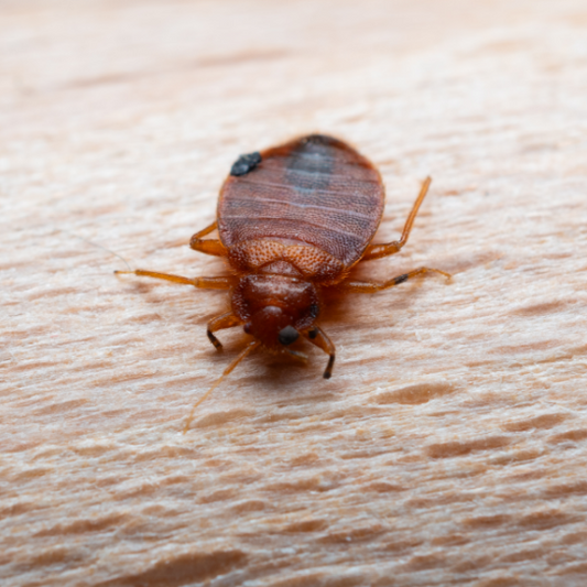 Bed Bug Infestation? Here’s How to Kill Them and Keep Them Gone