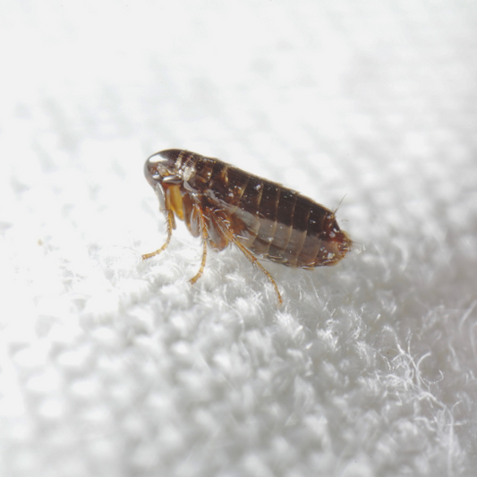 How to Get Rid of Fleas in the House Fast: The Complete REPELEM Guide