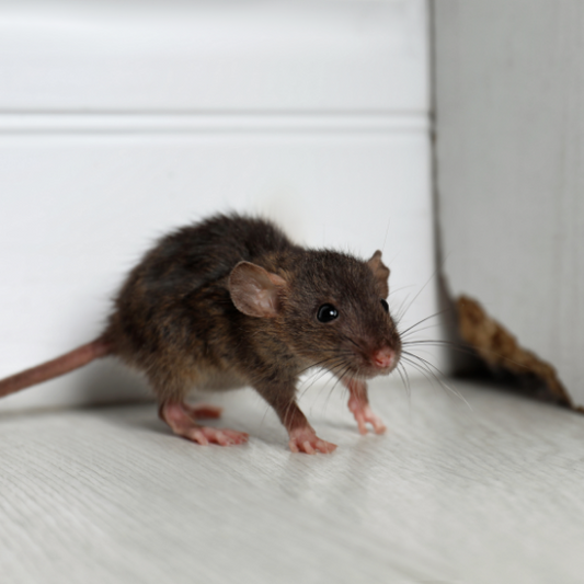 How to Get Rid of Rats and Mice Humanely: Natural Repellents and Smart Traps That Work