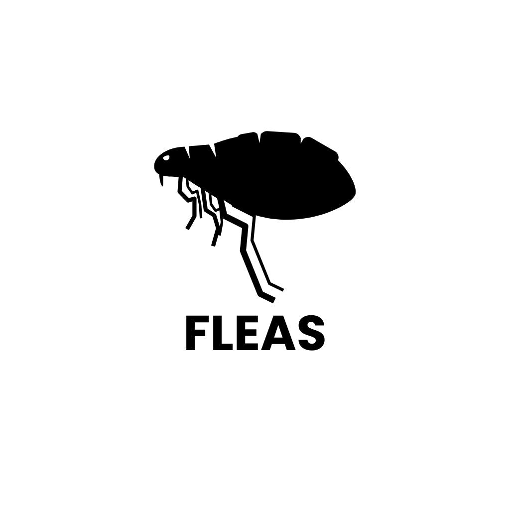 Flea Control