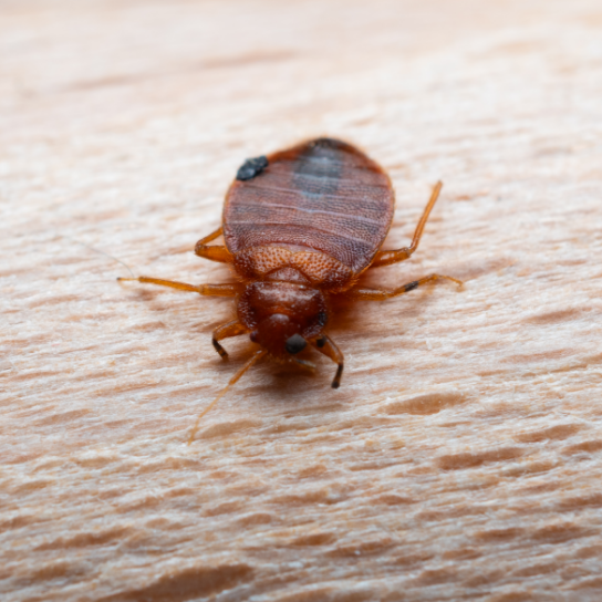 Bed Bug Treatments