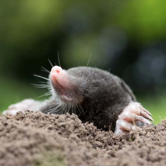 Mole Control