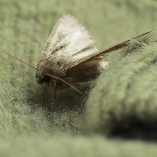 Moth Treatments