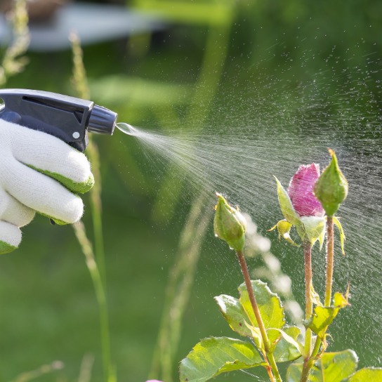 Plant Protection