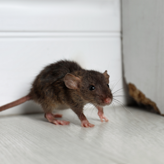 Rodent Control