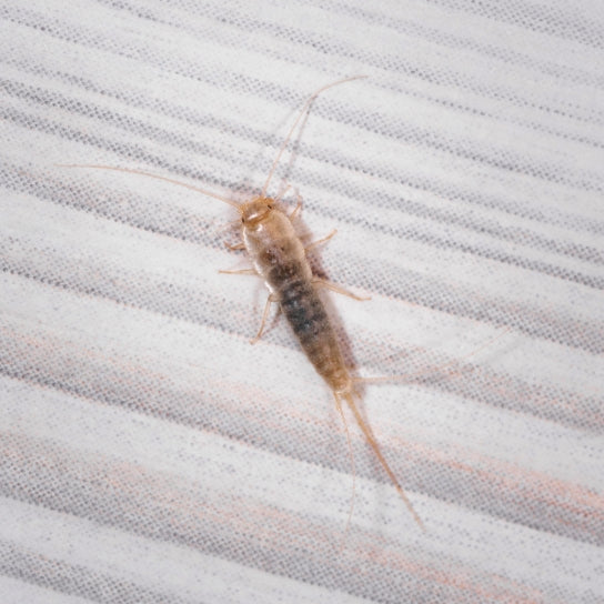 Silverfish Treatments